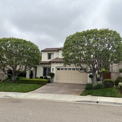 Palms Tree Care - Perfection is what we strive for