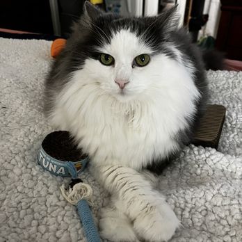 Tiny Lion Grooming - My 11 year old long hair beauty. - Pet Groomers Near Me Tiny Lion Grooming - My 11 year old long hair beauty. - Pet Groomers Near Me