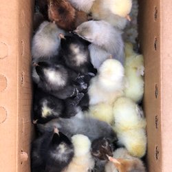 Four Acorns Farm