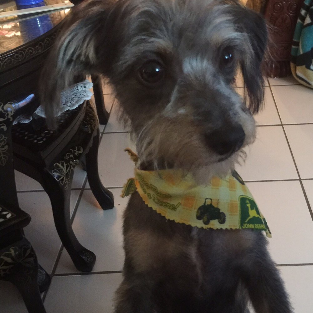 Park Ur Paws - Caesar after we picked him up. He was so handsome - Pet Sitting Near Me - Jacksonville, Florida Park Ur Paws - Caesar after we picked him up. He was so handsome - Pet Sitting Near Me - Jacksonville, Florida