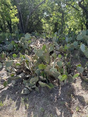 Lake Mineral Wells State Park by null