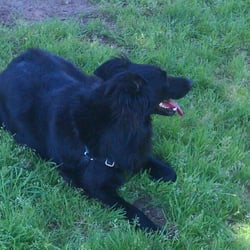 Carruthers Off-Leash Dog Park - Belgian Sheepdog