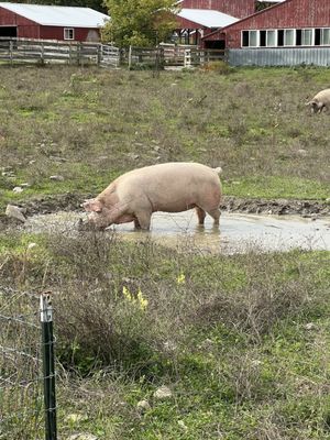 Farm Sanctuary by null