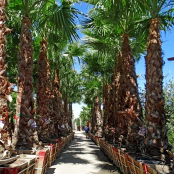 Moon Valley Nurseries - Nurseries & Gardening Near Me - Las Vegas, Nevada