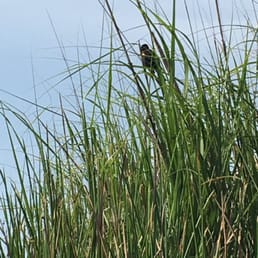 Male red winged blackbird.