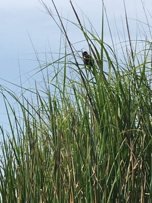 Historic Corolla Park by null