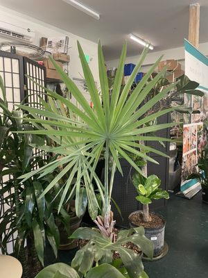 Vault + Vine by null