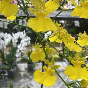Kawamoto Orchid Nursery - Oncidium - Nurseries & Gardening Near Me - Honolulu, Hawaii