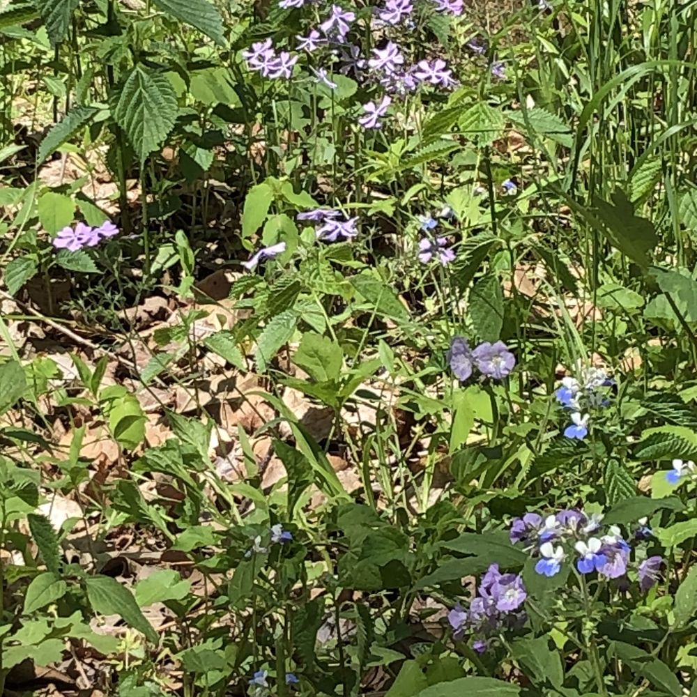 Morgan-Monroe State Forest - Flowers along three lakes trail - Hiking Near Me - Martinsville, Indiana