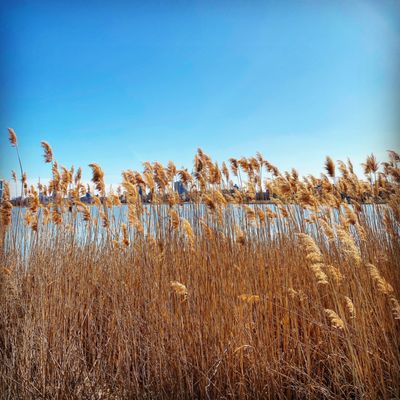 FLUSHING MEADOWS-CORONA PARK - 1043 Photos & 206 Reviews - 11101 Corona