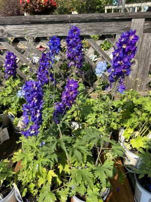 SARGENT’S ON 2ND - Updated March 2026 - 153 Photos & 11 Reviews - 1811 ...