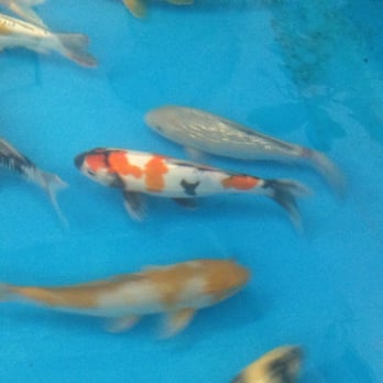 Inland Koi - Pet Stores Near Me - Fountain Valley, California
