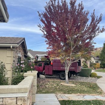 Expert Tree and Yard Service - Tree Services Near Me - Reno, Nevada
