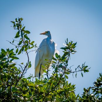 Captain Mitch's Airboat Tours - Boat Tours Near Me - Naples, Florida Captain Mitch's Airboat Tours - Boat Tours Near Me - Naples, Florida