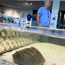 Mote Marine Laboratory and Aquarium