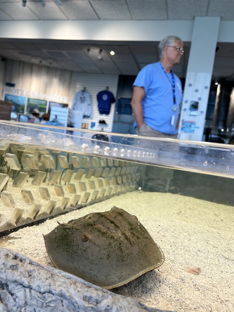 Mote Marine Laboratory and Aquarium, Anna Maria Roadtrippers