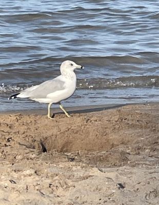 Kathy Osterman Beach House at Hollywood Beach by null