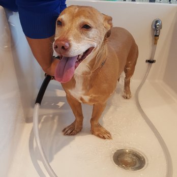 Wagging Lounge Dog Resort - She's a Happy Camper! - Pet Sitting Near Me - Columbia, Maryland
