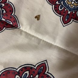 Dead moth on the bed