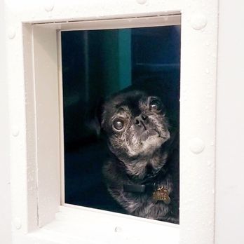 Roddy Construction - Dog Door Installation Complete! - Handyman Near Me Roddy Construction - Dog Door Installation Complete! - Handyman Near Me