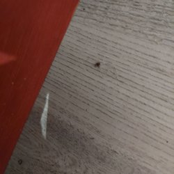 Deaf bugs again
