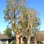 Best Care Tree Service