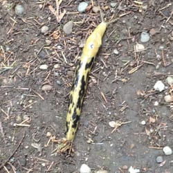 Columbus Park - Slug!