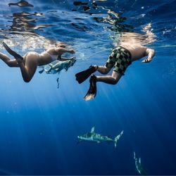Hawaii Ocean Adventure Tours - Snorkeling with sharks