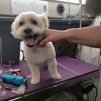 Royal Pets - Pet Groomers Near Me Royal Pets - Pet Groomers Near Me