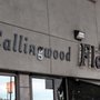 Photo of Callingwood Flowers