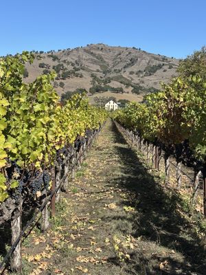 Regusci Winery by null