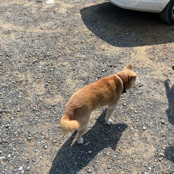 Evergreen Farm - a dog standing in a gravel parking lot - Farmers Market Near Me - Yardville, New Jersey Evergreen Farm - a dog standing in a gravel parking lot - Farmers Market Near Me - Yardville, New Jersey