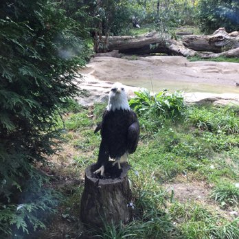 Akron Zoo - Bald eagle (not zoomed) - Zoos Near Me - Akron, Ohio