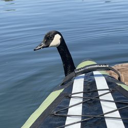 Willow Creek Recreation Area - We got nothing for you.  No people food for you, buddy.