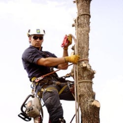 Alberta Arborists - Alberta Arborists Tree Services offering tree removal, tree pruning, stump removal & ISA Certified Arborists in Edmonton & area.