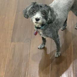 I could have done a better job myself for free!! Definitely not a "teddy bear" cut. I could have done a better job myself for free!! Definitely not a "teddy bear" cut.