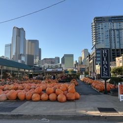 Ruibal's Plants of Texas - October 2025