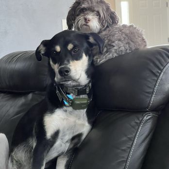 Pawz Play Repeat - Sweet friends - Pet Boarding Near Me - Cedar Falls, Iowa Pawz Play Repeat - Sweet friends - Pet Boarding Near Me - Cedar Falls, Iowa