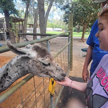LunaSea Alpaca Farm - Attraction Farms Near Me - Clermont, Florida LunaSea Alpaca Farm - Attraction Farms Near Me - Clermont, Florida