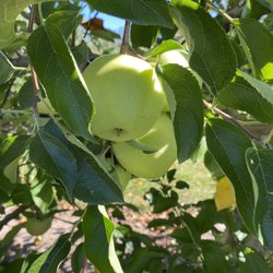 Gull Meadow Farms - Golden delicious apples