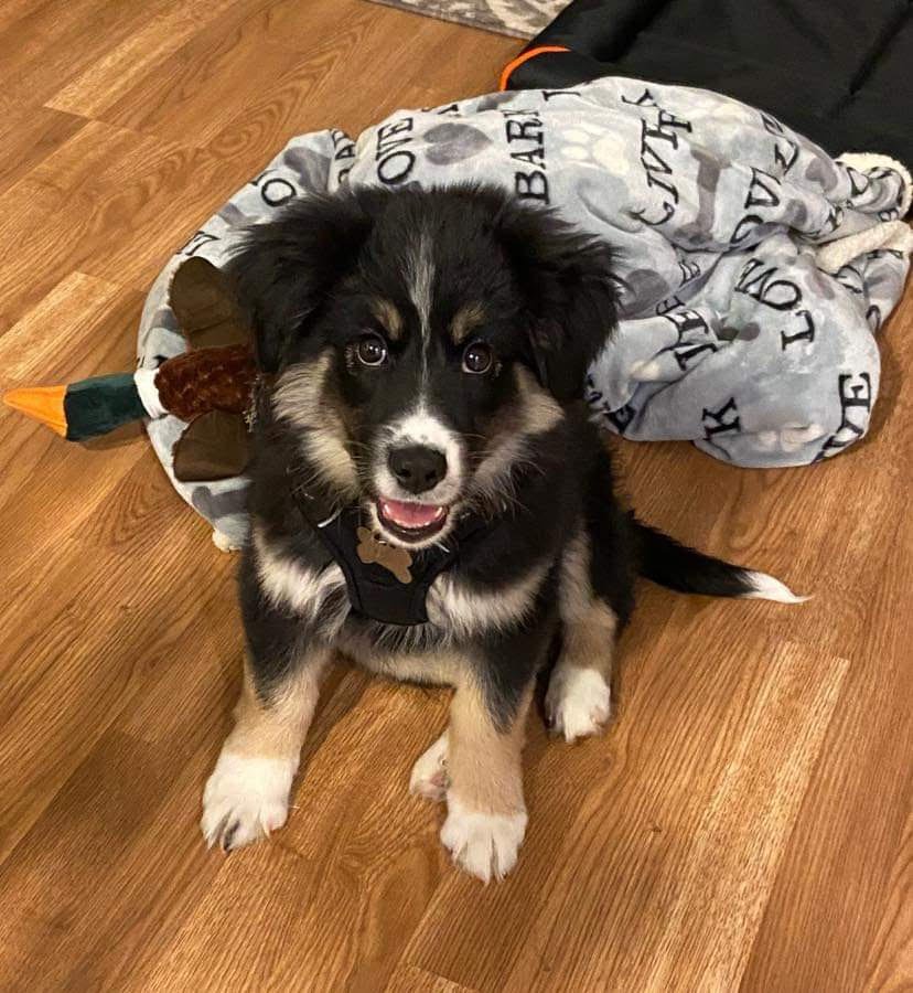 BROOKSIDE PUP & STUFF II Updated July 2024 State Route 93, Hazleton