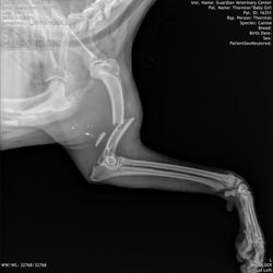 Guardian Veterinary Center