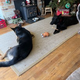 My dogs cannot stop chewing on their new treats and love their new toys. My dogs cannot stop chewing on their new treats and love their new toys.