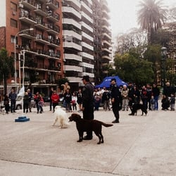 Los perritos de la policia haciendo piruetas
