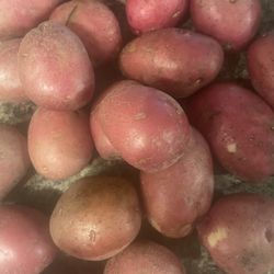 Legare Farms - Red potatoes