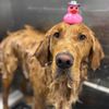 Barkbus Mobile Dog Grooming gift card