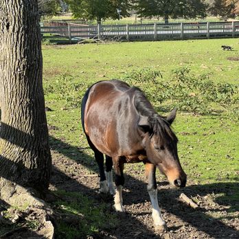 Ort Farms - a horse grazing in a field - Fruits & Veggies Near Me - Long Valley, New Jersey Ort Farms - a horse grazing in a field - Fruits & Veggies Near Me - Long Valley, New Jersey