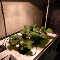 Taproot Hydroponics - Tobacco growing in a hydroponic drip recirculating system.