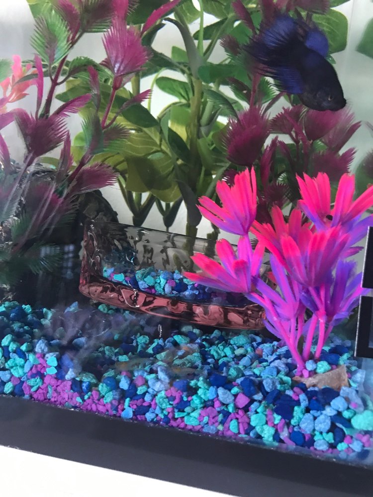 My betta but those shrimp. Yelp