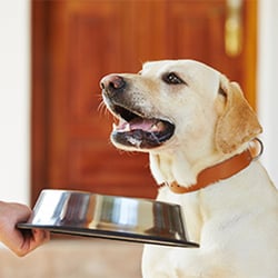 Beechill Pet Supplies